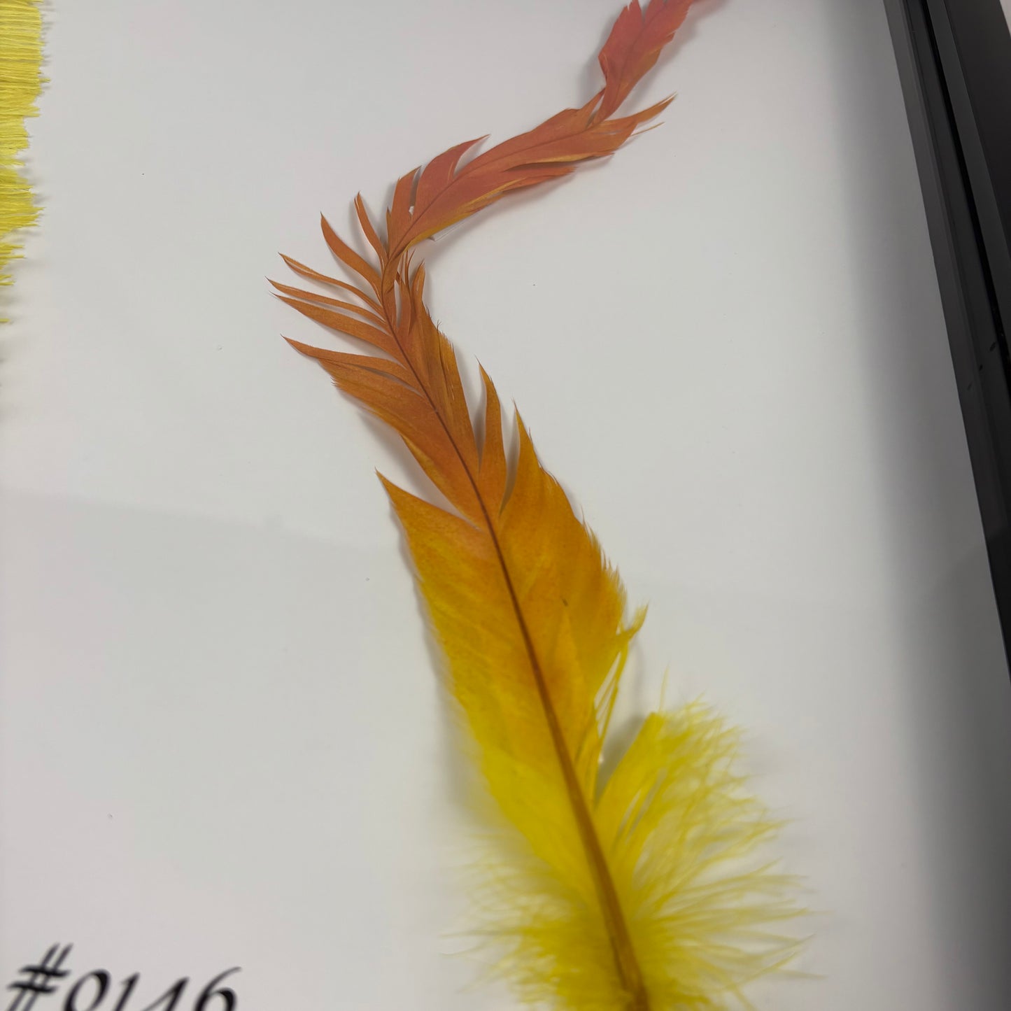 Legendary Feathers
